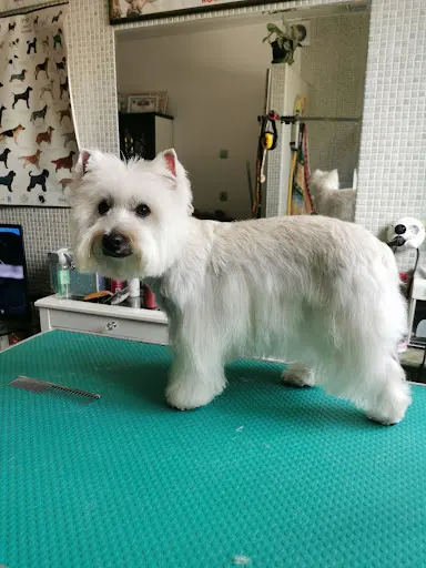 Fryzjer Dla Zwierząt Art Grooming & Zoologiqua