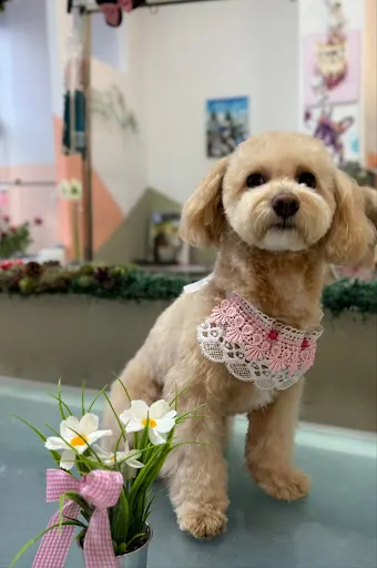 Happy Animals - Pet Grooming | Fryzjer Dla Psów I Kotów | Groomer Poznań