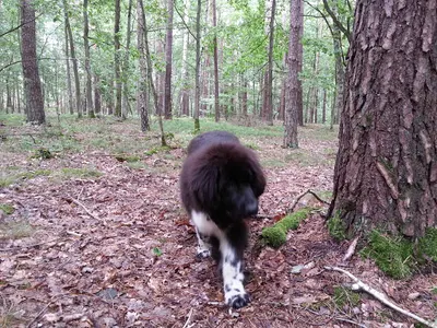 Zoopsycholog, Dariusz Szelest, behawiorysta, psi psycholog, koci psycholog.